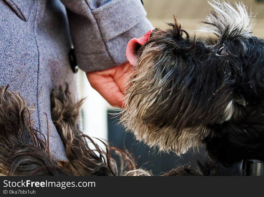 Hairy Dog