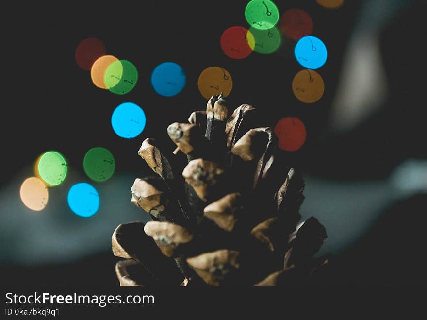 Selective Focus Photography of Pine Cone