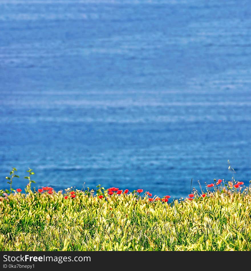 Red Bed of Flowers With Blue Background