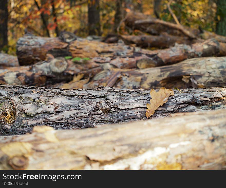 Brown Wood Logs