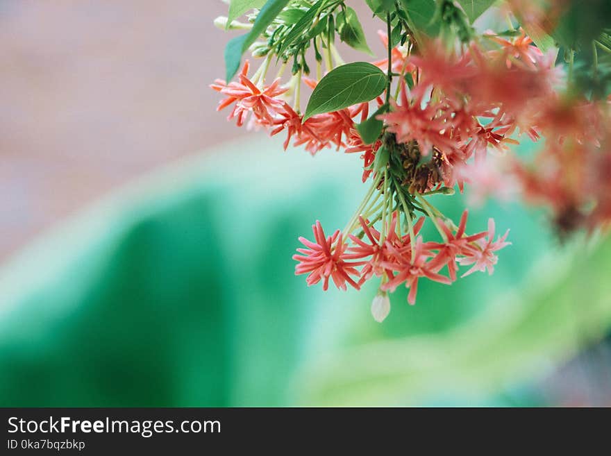 Pink Petaled Flower Selective Focus Photography