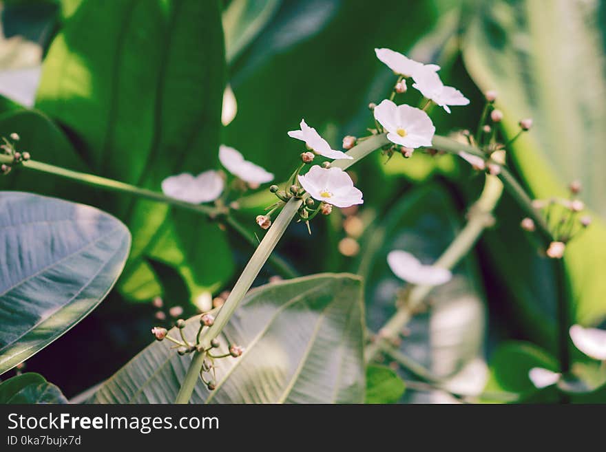 Selective Focus Photo of White Petal Flowers