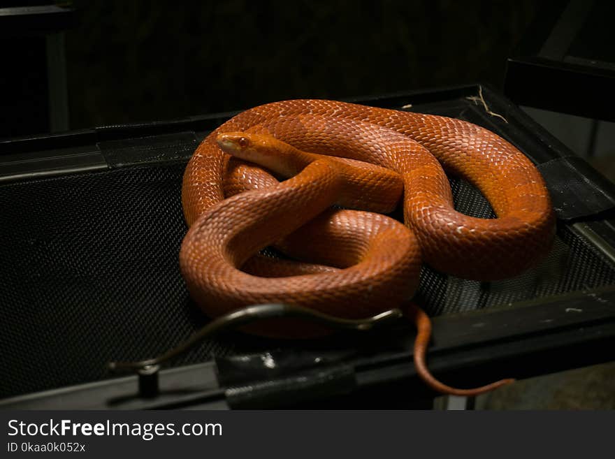 Corn Snake on cage in Pet Shop