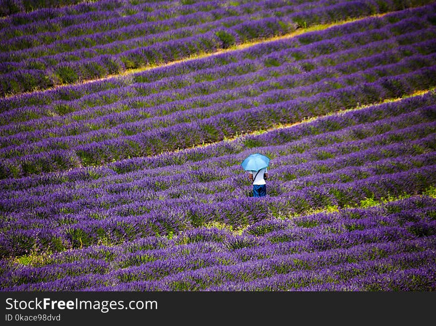 A Man Isolated In A Levender Field At Valensole, Provence, France.