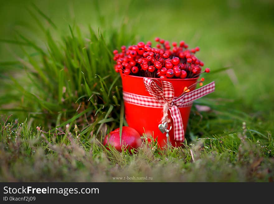 Berry season. red bucket with berries. Organic Bio Berries