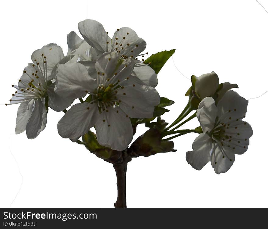 Cherry flowers