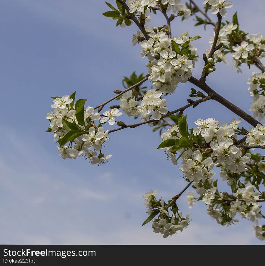 Cherry Blossoms Waiting To Become A Beautiful Fruit