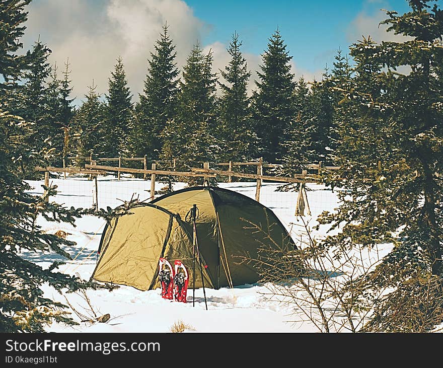 Camping during winter hiking in mountains. Green touristic tent under spruces.