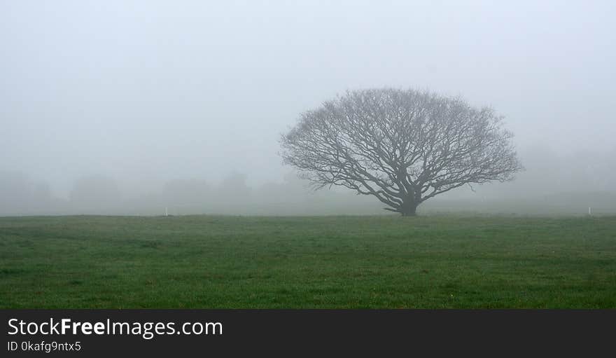 Tree in meadow on Foggy Day Southwold Suffolk