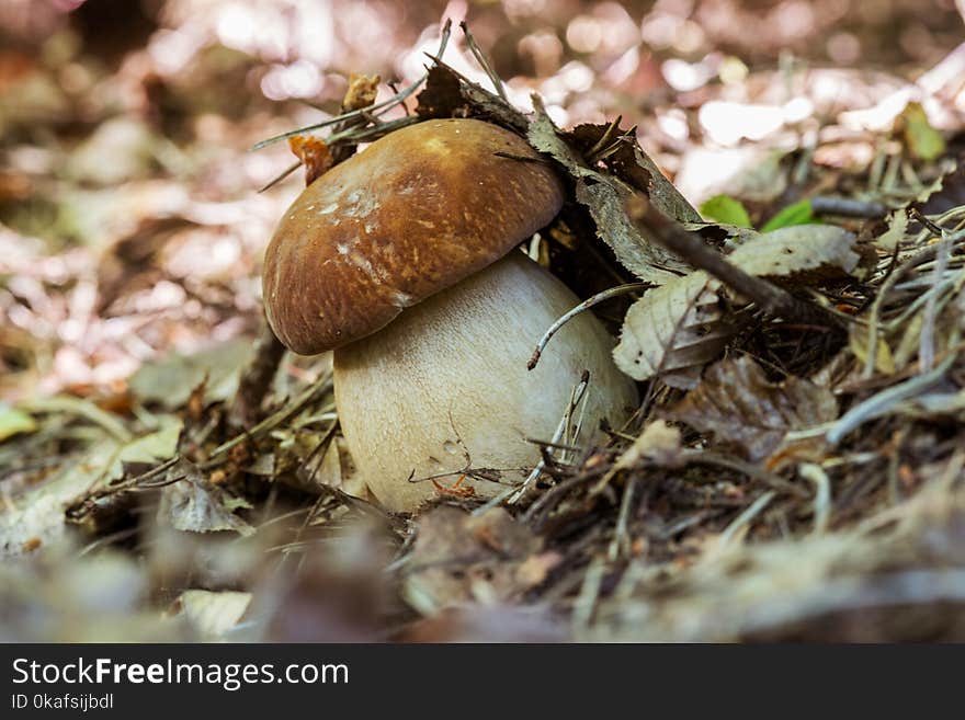 Boletus Edulis Edible Mushroom In The Forest, Nature Background