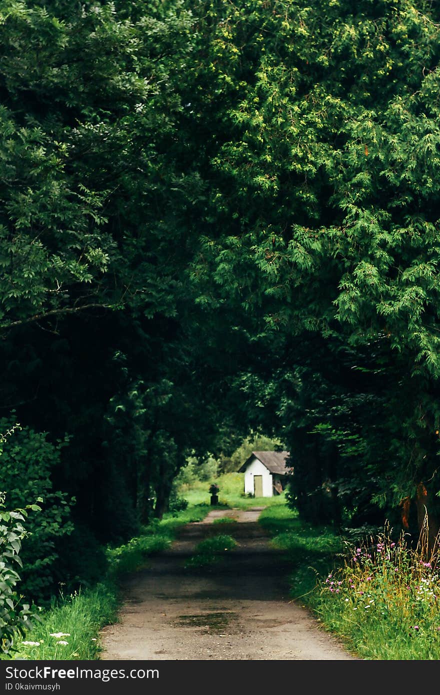 little white cabin through green branches of trees, vacation away from town concept