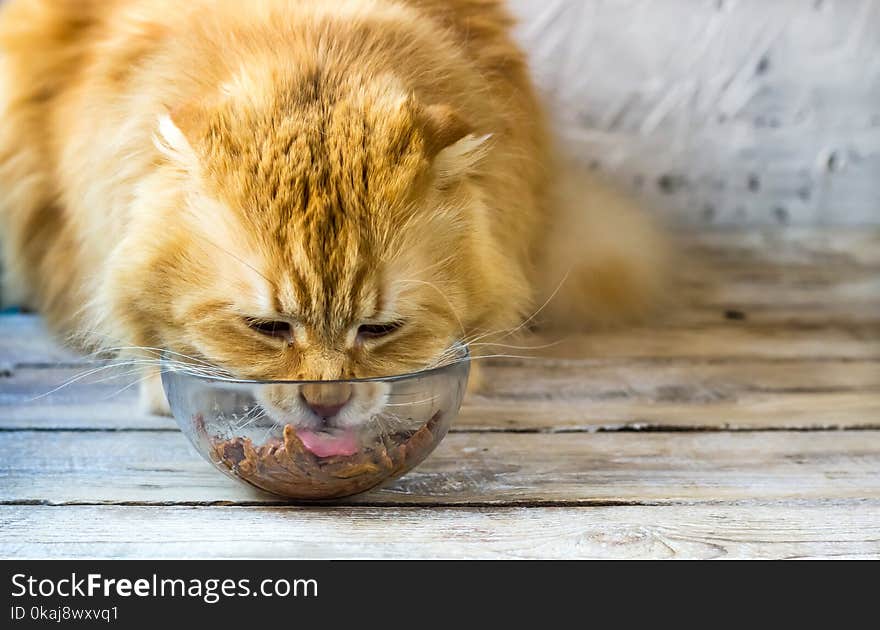 Red cat and bowl of dry food on the wooden floor. Selective focus