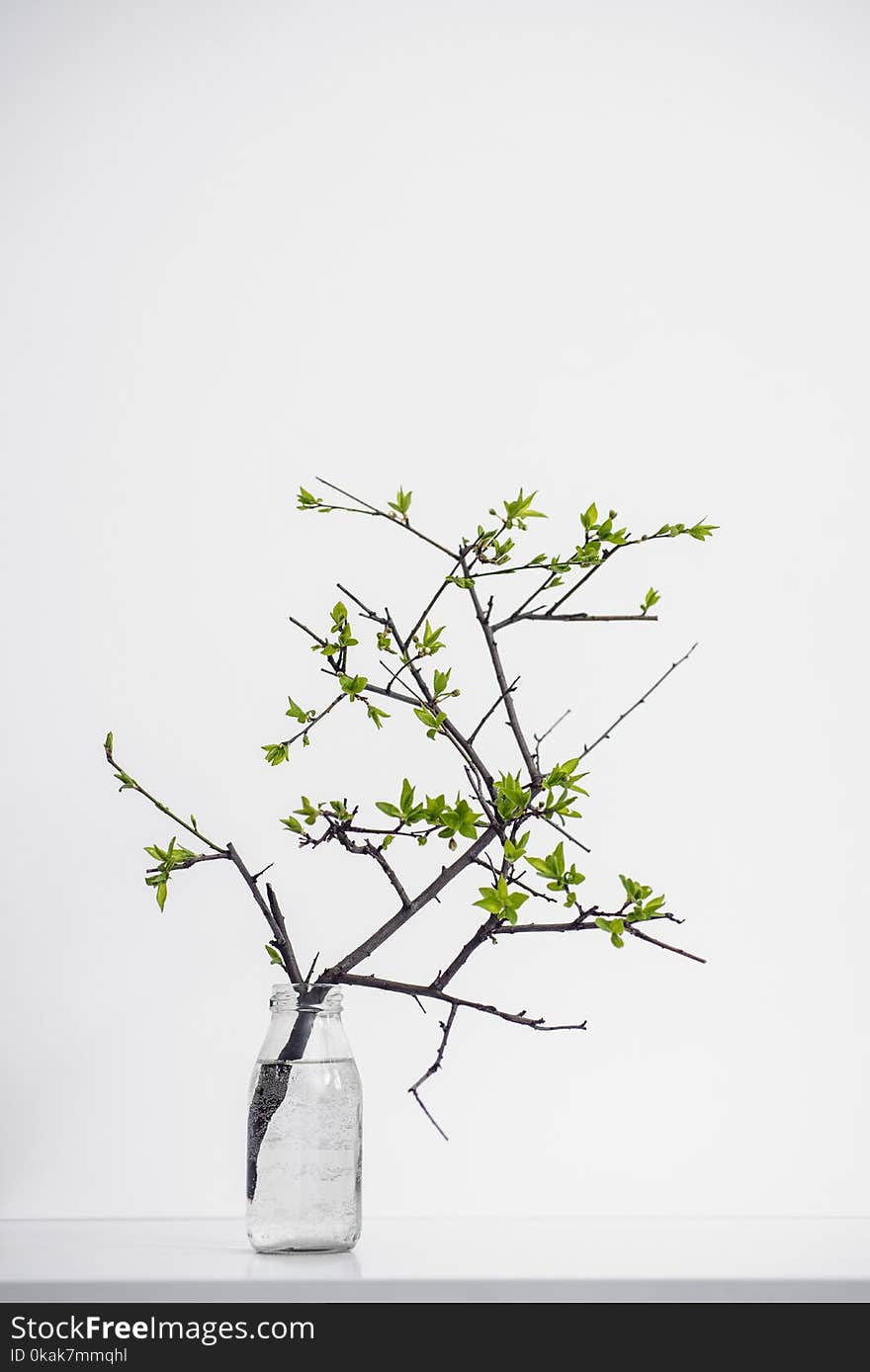 Holding green branch plant on white