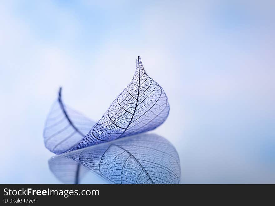 Skeleton leaves on blured background, close up