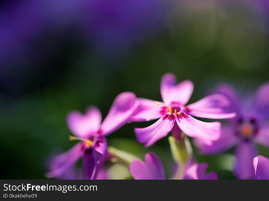 Close up beautiful violet Phlox flowers in garden with blurred background. Spring concept. Close up beautiful violet Phlox flowers in garden with blurred background. Spring concept