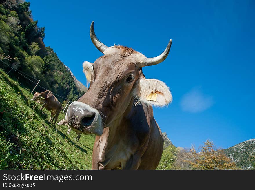 Cows grazing on the mountain pasture