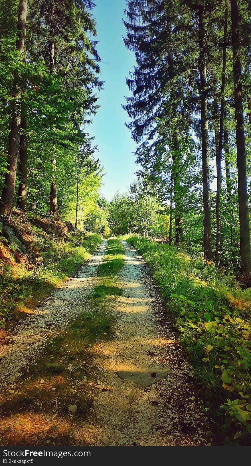 way in forest