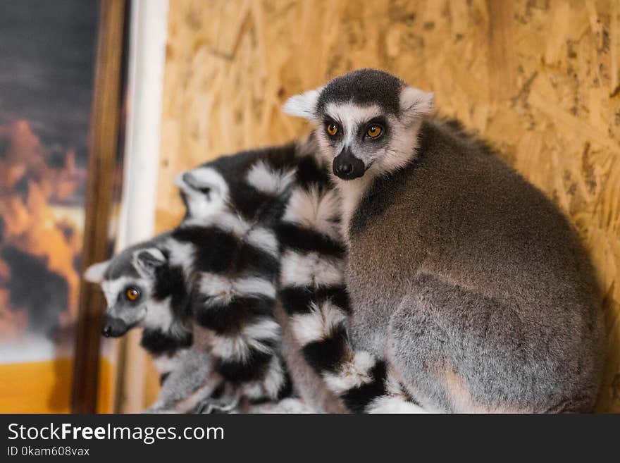 Three lemurs look at the frame. Horizontal frame