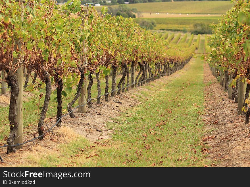 Vineyard in Victoria, Australia