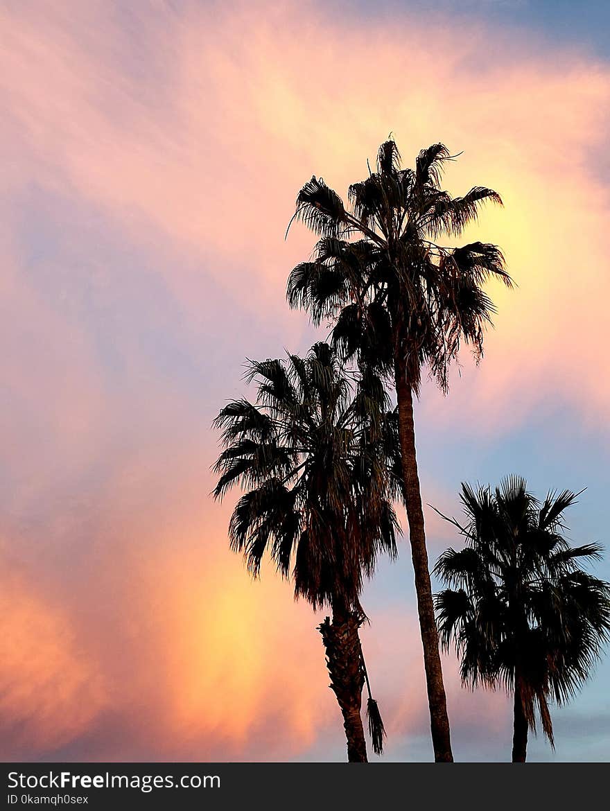 Palm Trees In The Morning