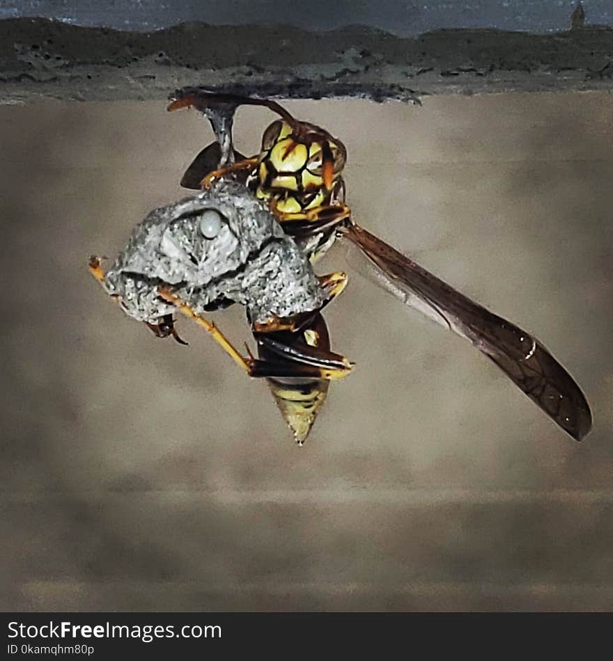 Wasp handling the nest