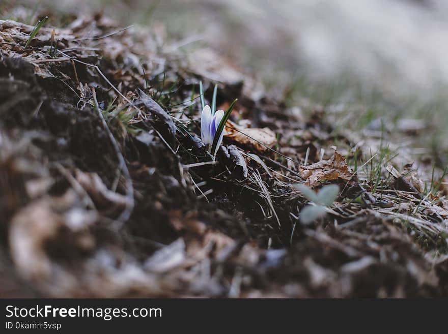 Selective Focus Photo of Green Grass