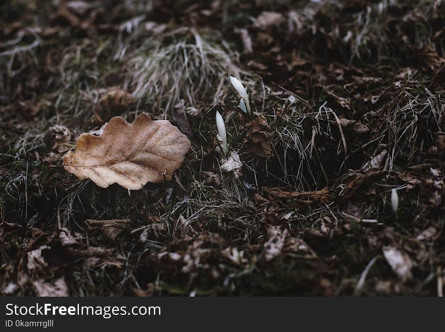 Close-Up Photography of Dry Leaves