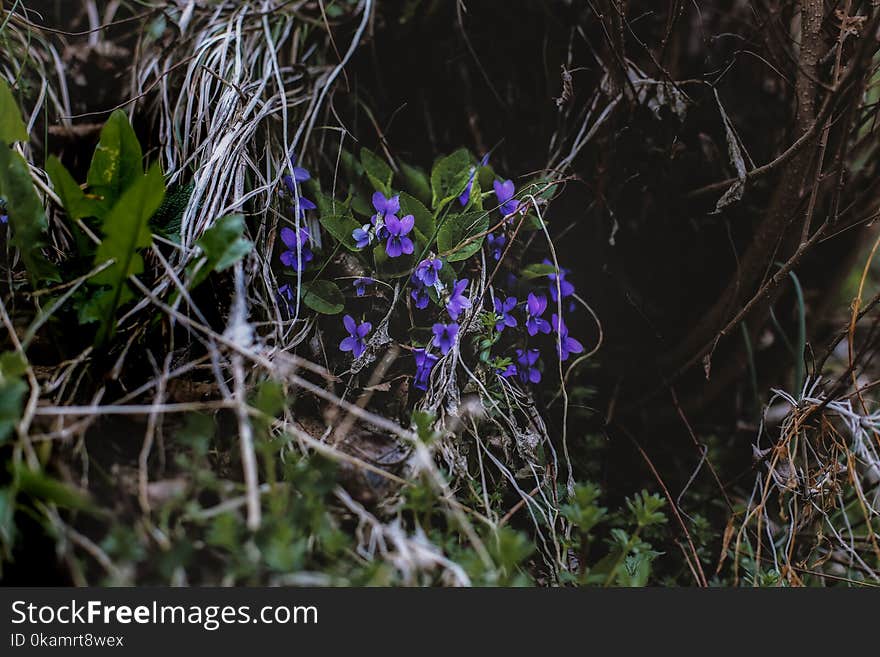 Photo of Purple Flowers Near Leaves