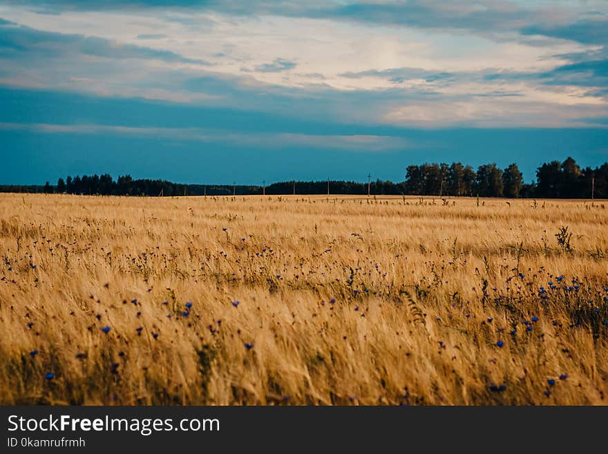 Field of Brown Wheat