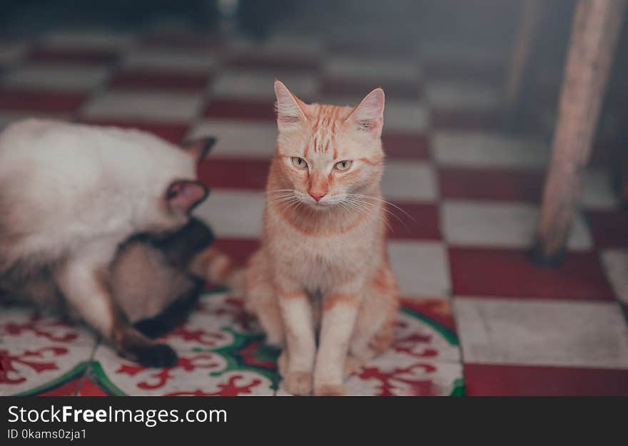 Close-Up Photography of Orange Tabby Cat