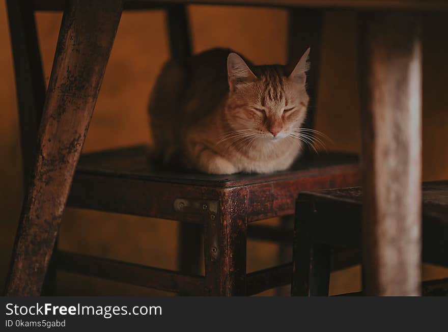 Photography of a Cat Lying on Wooden Chair