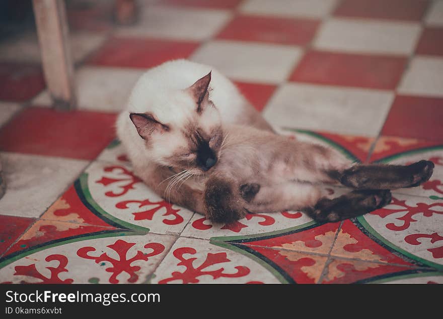 Photography of White Siamese Cat Lying on Floor