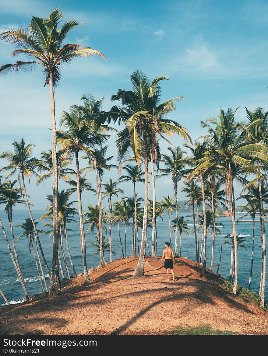 Person Standing on Dirt Surrounded by Coconut Trees