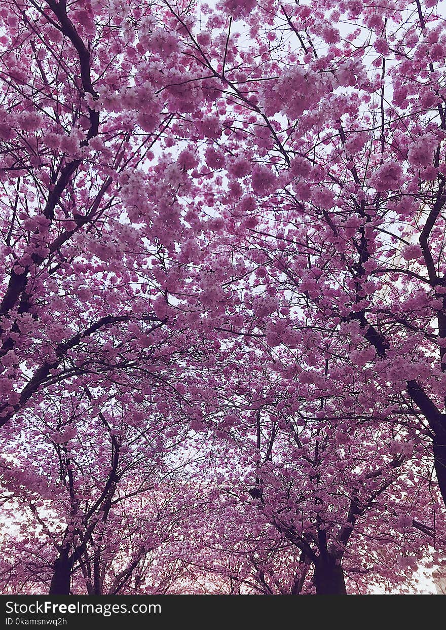 Cherry Blossom Trees