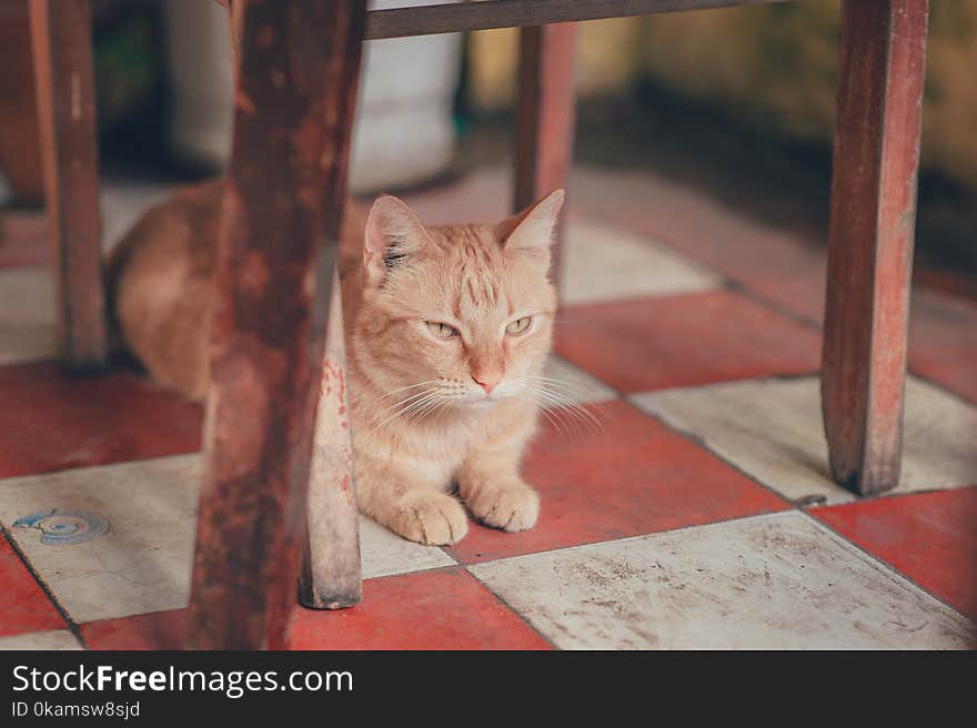 Photography of Orange Tabby Cat Lying on Floor