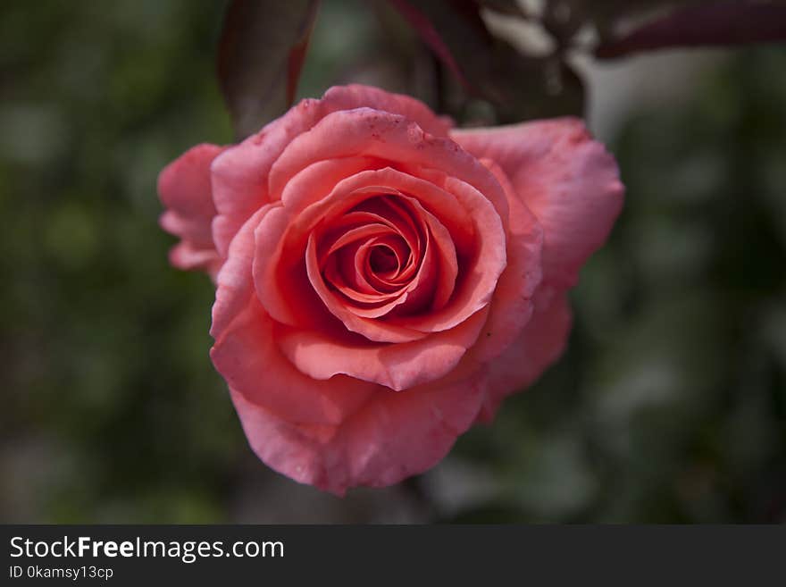 Closeup Photo of Red Petaled Floewr