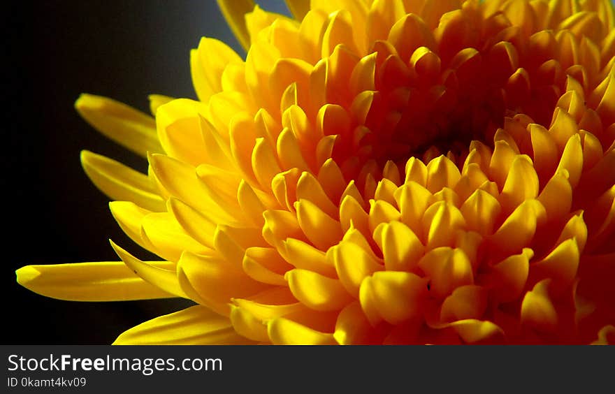 Yellow Chrysanthemum Close-up Photo