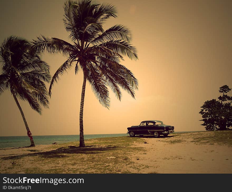 Two Coconut Trees