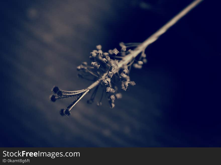 Gray Plant on Selective Focus Photography