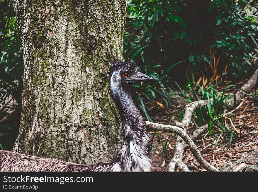 Gray Short-beaked Animal on Forest