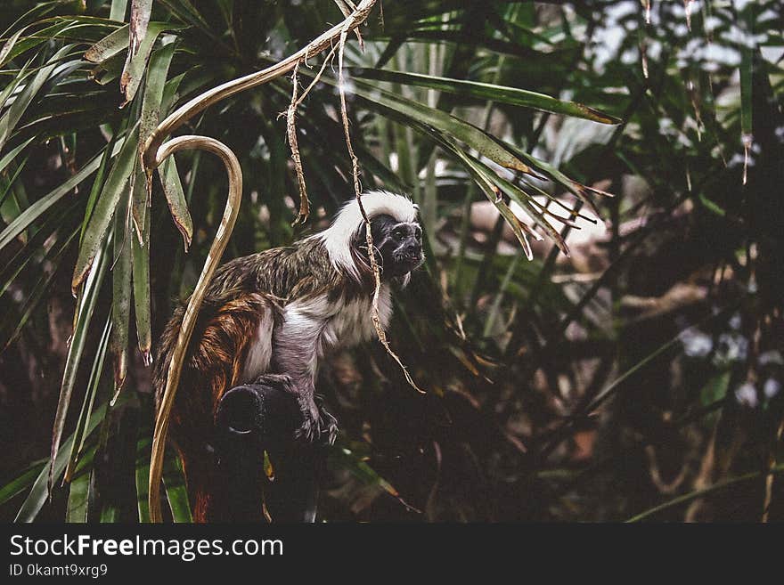 Selective Focus Photography of Monkey on Trees