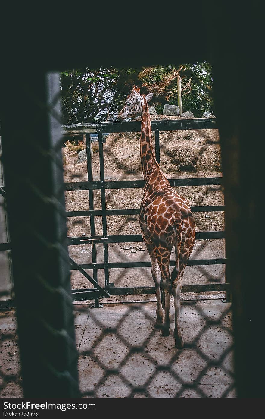 Brown and Beige Giraffe Standing Near Black Metal Fence