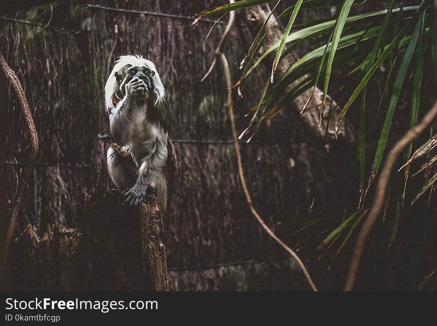 Photo of Black and Gray Primate Standing in Front of Brown Wooden Surface