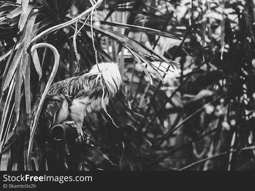 Grayscale Photography of Animal Perching on Metal Near Plants