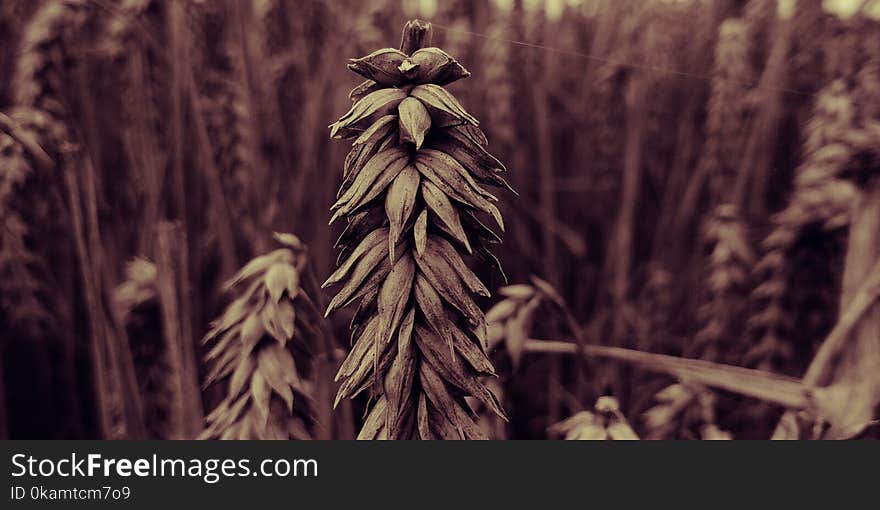 Brown Leafed Plants