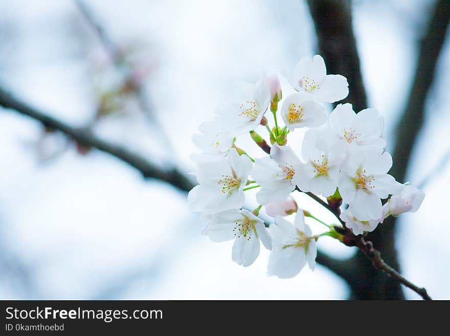 White Blossom Flower Selective Focus Photo