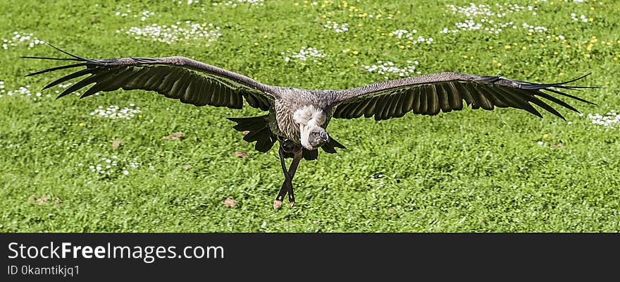 Black and Gray Vulture Flying at Daytime