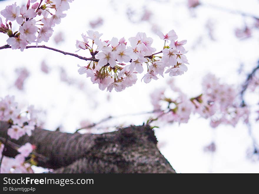 Selective Photography of Pink Petaled Flowers