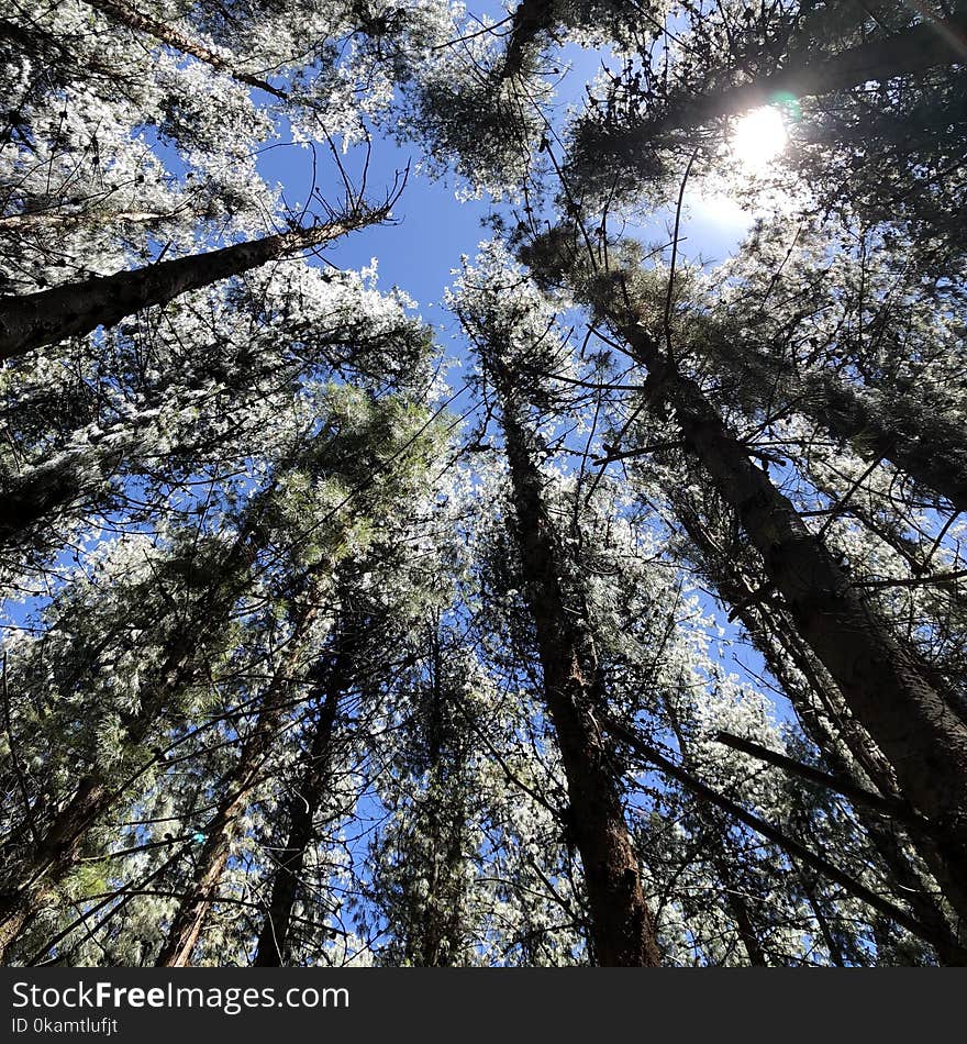 View from Under the Shade of Trees Under Clear Blue Sky