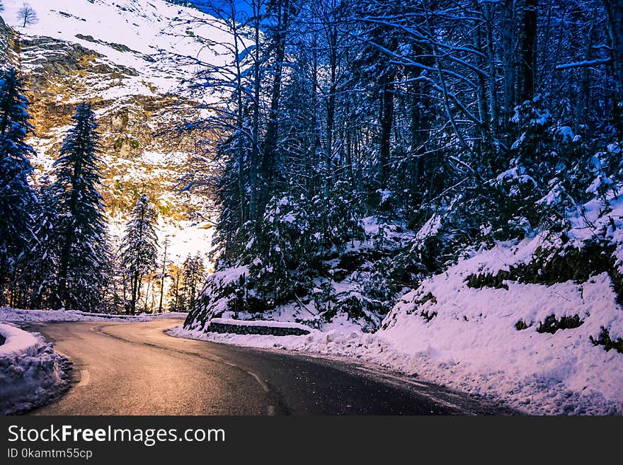 Trees Beside Road